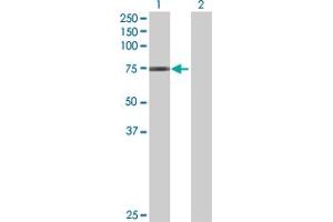Western Blot analysis of GNL1 expression in transfected 293T cell line by GNL1 MaxPab polyclonal antibody. (GNL1 抗体  (AA 1-607))