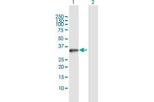 Western Blot analysis of STK16 expression in transfected 293T cell line by STK16 MaxPab polyclonal antibody. (STK16 抗体  (AA 1-305))