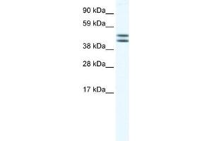 EGLN2 antibody used at 1. (PHD1 抗体  (N-Term))