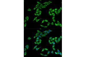 Immunofluorescence (IF) image for anti-Pleckstrin Homology-Like Domain, Family A, Member 2 (PHLDA2) antibody (ABIN1882371) (PHLDA2 抗体)