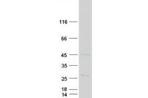 Western Blotting (WB) image for Solute Carrier Family 50 (Sugar Transporter), Member 1 (RAG1AP1) (Transcript Variant 1) protein (Myc-DYKDDDDK Tag) (ABIN2732907)