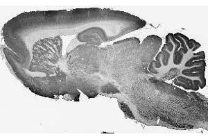 Adult rat brain immunohistochemistry. (FIG4 抗体  (AA 688-907))