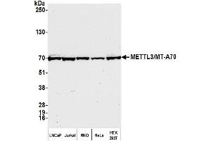 anti-Methyltransferase Like 3 (METTL3) (AA 1-50) antibody