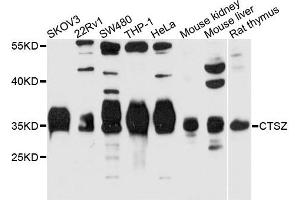 Western blot analysis of extracts of HeLa cell line, using CTSZ antibody. (Cathepsin Z 抗体)