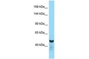Image no. 1 for anti-Nuclear Factor of Activated T-Cells, Cytoplasmic, Calcineurin-Dependent 2 (NFAT1) (AA 32-81) antibody (ABIN6748442)