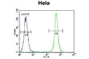 TSPYL6 Antibody (Center) flow cytometric analysis of Hela cells (right histogram) compared to a negative control cell (left histogram). (TSPY-Like 6 抗体  (Middle Region))