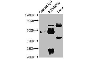 Immunoprecipitating RANBP10 in Rat brain tissue Lane 1: Rabbit control IgG instead of ABIN7167086 in Rat brain tissue. (RANBP1 抗体  (AA 3-165))