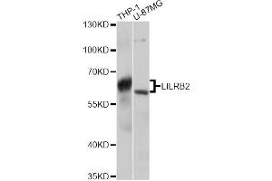 Western blot analysis of extracts of various cell lines, using LILRB2 antibody (ABIN6293047) at 1:3000 dilution. (LILRB2 抗体)