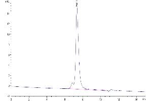 The purity of Mouse CD31/PECAM-1 is greater than 95 % as determined by SEC-HPLC.