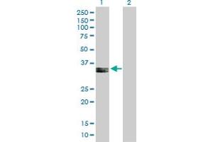 Western Blot analysis of PPA2 expression in transfected 293T cell line by PPA2 MaxPab polyclonal antibody. (PPA2 抗体  (AA 1-334))