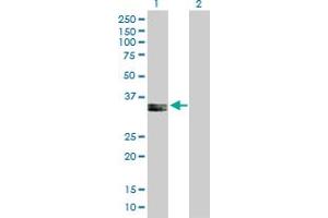 Western Blot analysis of PPA2 expression in transfected 293T cell line by PPA2 MaxPab polyclonal antibody.