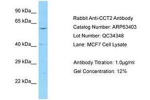 Image no. 1 for anti-Chaperonin Containing TCP1, Subunit 2 (Beta) (CCT2) (AA 257-306) antibody (ABIN6749980) (CCT2 抗体  (AA 257-306))