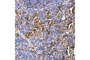 Immunohistochemistry of paraffin-embedded mouse spleen using Calreticulin Rabbit mAb (ABIN7266042) at dilution of 1:100 (40x lens). (Calreticulin 抗体)