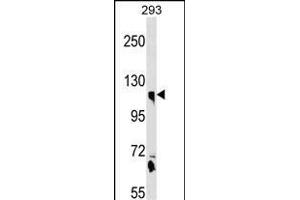CLSTN1 Antibody (N-term) (ABIN1539080 and ABIN2850341) western blot analysis in 293 cell line lysates (35 μg/lane). (Calsyntenin 1 抗体  (N-Term))