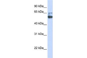 WB Suggested Anti-LENG4 Antibody Titration:  0. (MBOAT7 抗体  (C-Term))