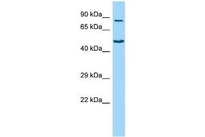 Host: Rabbit Target Name: VASN Sample Type: NCI-H226 Whole Cell lysates Antibody Dilution: 1. (Vasn 抗体  (C-Term))