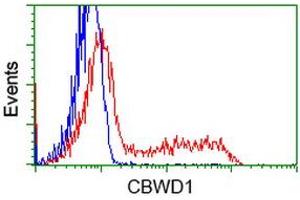 HEK293T cells transfected with either RC222790 overexpress plasmid (Red) or empty vector control plasmid (Blue) were immunostained by anti-CBWD1 antibody (ABIN2452884), and then analyzed by flow cytometry. (CBWD1 抗体)