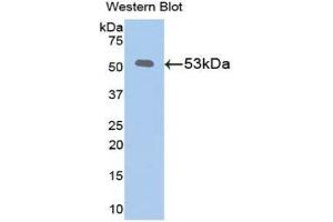 Western Blotting (WB) image for anti-Klotho (KL) (AA 516-955) antibody (ABIN1078251) (Klotho 抗体  (AA 516-955))