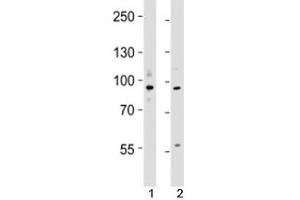 Western blot testing of UHRF1 antibody at 1:4000 dilution (UHRF1 抗体  (N-Term))
