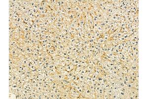 ABIN6265290 and ABIN6273077 at 1/100 staining Mouse liver tissue by IHC-P. (SRP9 抗体  (Internal Region))