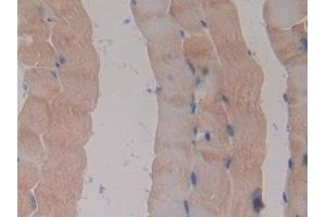 Detection of KLb in Mouse Skeletal muscle Tissue using Polyclonal Antibody to Klotho Beta (KLb) (Klotho beta 抗体  (AA 846-965))
