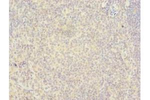 Immunohistochemistry of paraffin-embedded human tonsil tissue using ABIN7167369 at dilution of 1:100 (RAB6B 抗体  (AA 2-208))