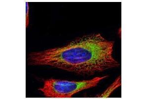 Immunofluorescence (IF) image for anti-Ribosome Binding Protein 1 (RRBP1) (C-Term) antibody (ABIN2855195)