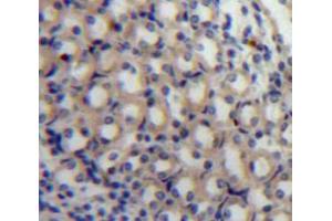 IHC-P analysis of Kidney tissue, with DAB staining. (MAP4 抗体  (AA 882-1062))