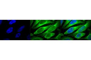 Immunocytochemistry/Immunofluorescence analysis using Mouse Anti-Erp57 (Grp58) Monoclonal Antibody, Clone Map. (PDIA3 抗体)