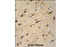 MYLK4 antibody immunohistochemistry analysis in formalin fixed and paraffin embedded human brain tissue followed by peroxidase conjugation of the secondary antibody and DAB staining. (MYLK4 抗体  (C-Term))