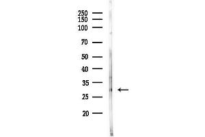 Western blot analysis of lysates from PC12 cells(heat-shock,45 min treatment), using FGF13 Antibody at 1/1000 dilution.
