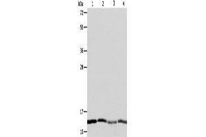 Western Blotting (WB) image for anti-ATPase Inhibitory Factor 1 (ATPIF1) antibody (ABIN2428909) (ATPase Inhibitory Factor 1 抗体)