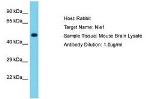 Image no. 1 for anti-Notchless Homolog 1 (NLE1) (AA 351-400) antibody (ABIN6750510) (NLE1 抗体  (AA 351-400))