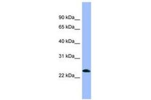 Image no. 1 for anti-Nociceptin (PNOC) (AA 107-156) antibody (ABIN6741814) (Nociceptin 抗体  (AA 107-156))