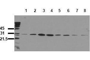 Western Blotting (WB) image for anti-Heat Shock 27kDa Protein 1 (HSPB1) (pSer82) antibody (ABIN126812) (HSP27 抗体  (pSer82))