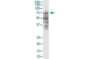 LRRC40 monoclonal antibody (M02), clone 3E10. (LRRC40 抗体  (AA 1-602))