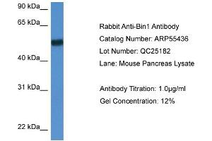 Western Blotting (WB) image for anti-Bridging Integrator 1 (BIN1) (N-Term) antibody (ABIN2774109) (BIN1 抗体  (N-Term))