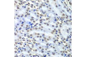 Immunohistochemistry of paraffin-embedded mouse kidney using Septin 7 antibody (ABIN1682655, ABIN3018092, ABIN3018093 and ABIN6220357) at dilution of 1:100 (40x lens). (7-Sep (AA 307-436) 抗体)