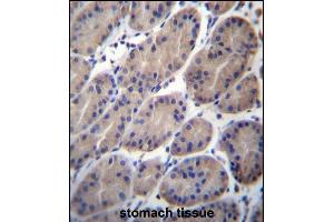 CTTNBP2NL Antibody (N-term) (ABIN656653 and ABIN2845894) immunohistochemistry analysis in formalin fixed and paraffin embedded human stomach tissue followed by peroxidase conjugation of the secondary antibody and DAB staining. (CTTNBP2NL 抗体  (N-Term))