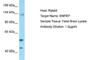 Western Blotting (WB) image for anti-Glutamyl Aminopeptidase (Aminopeptidase A) (ENPEP) (C-Term) antibody (ABIN970628) (ENPEP 抗体  (C-Term))