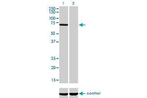 Western blot analysis of MPP3 over-expressed 293 cell line, cotransfected with MPP3 Validated Chimera RNAi (Lane 2) or non-transfected control (Lane 1). (MPP3 抗体  (AA 1-585))