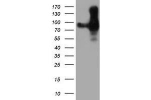 Western Blotting (WB) image for anti-Platelet/endothelial Cell Adhesion Molecule (PECAM1) antibody (ABIN1497244) (CD31 抗体)