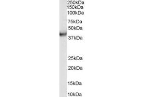 VPS37C 抗体  (Internal Region)