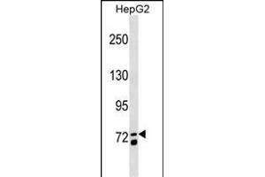 MS4A14 Antibody (C-term) (ABIN1537470 and ABIN2849678) western blot analysis in HepG2 cell line lysates (35 μg/lane). (MS4A14 抗体  (C-Term))