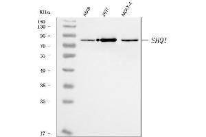 Western blot analysis of SHQ1 using anti-SHQ1 antibody (ABIN7599205).
