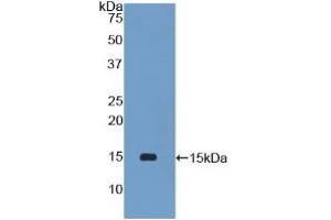 Detection of Recombinant PLA2G2D, Mouse using Polyclonal Antibody to Phospholipase A2, Group IID (PLA2G2D)