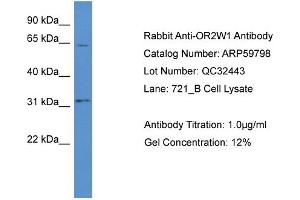 Western Blotting (WB) image for anti-Olfactory Receptor, Family 2, Subfamily W, Member 1 (OR2W1) (C-Term) antibody (ABIN2774269) (OR2W1 抗体  (C-Term))