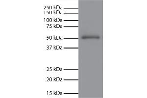 Human IgG-UNLB secondary antibody and chemiluminescent detection. (山羊 anti-小鼠 IgG Antibody (HRP))