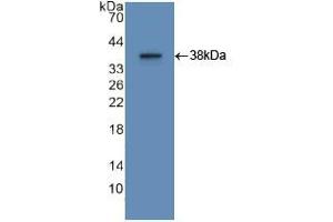 Western blot analysis of recombinant Human APOA2. (APOA2 抗体  (AA 24-100))