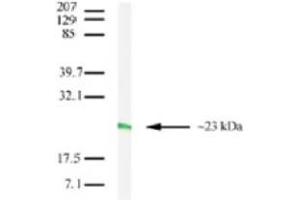 Image no. 2 for anti-Claudin 7 (CLDN7) (C-Term) antibody (ABIN208282) (Claudin 7 抗体  (C-Term))